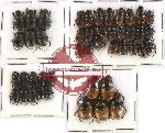 Scientific lot no. 271 Coprophaga (Onthophagus) (45 pcs)
