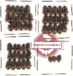 Scientific lot no. 24 Nitidulidae (48 pcs)
