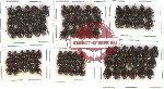 Hybosorinae Scientific lot no. 40 (93 pcs)