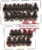 Hybosorinae Scientific lot no. 37 (25 pcs)