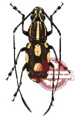 Xenocerus lacrymans Thomson, 1857