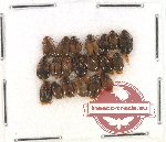 Scientific lot no. 6 Ptylodactilidae (20 pcs)