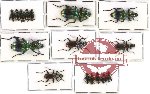 Scientific lot no. 151 Carabidae (Catascopus spp.) (16 pcs - 8 pcs A2)