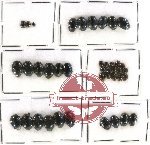 Histeridae Scientific lot no. 52 (40 pcs)