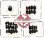 Histeridae Scientific lot no. 56 (34 pcs)