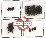 Histeridae Scientific lot no. 47 (11 pcs)