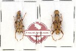 Scientific lot no. 57 Anthribidae Nessiara didyma (2 pcs)