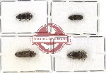 Scientific lot no. 46 Eucnemidae (4 pcs)