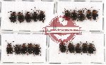 Scientific lot no. 19 Endomychidae (Encymon spp.) (20 pcs - 10 pcs A2)