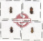 Prionoceridae Scientific lot no. 7 (4 pcs)