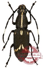 Xenocerus lateralis Jordan, 1894