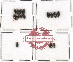 Elmidae Scientific lot no. 9 (15 pcs)