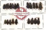 Scientific lot no. 157 Carabidae (21 pcs)
