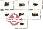 Scientific lot no. 149 Carabidae (17 pcs - 8 pcs A2)