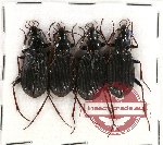 Scientific lot no. 158 Carabidae (4 pcs)