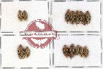 Scientific lot no. 17 Homoptera (14 pcs)