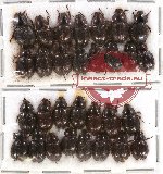 Hybosorinae sc. lot no. 38 (30 pcs)