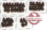 Hybosorinae sc. lot no. 35 (37 pcs)