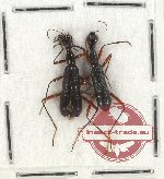 Scientific lot no. 8 Cicindelidae (Neocollyris spp.) (2 pcs)