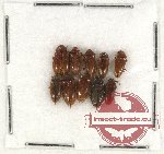 Ptylodactylidae sc. lot no. 4 (10 pcs)