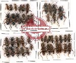 Scientific lot no. 28 Cleridae (44 pcs)