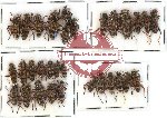 Scientific lot no. 27 Cleridae (31 pcs)