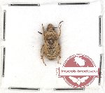 Scientific lot no. 47 Anthribidae (Phloebius pallipes) (1 pc)