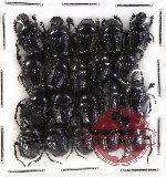 Scientific lot no. 270 Coprophaga (Gymnopleurus sp.) (20 pcs)