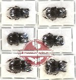 Scientific lot no. 254 Coprophaga (Copris spp.) (6 pcs)