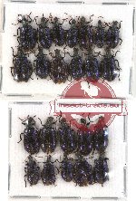 Scientific lot no. 15 Lagriidae (23 pcs)