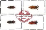 Scientific lot no. 56 Elateridae (4 pcs)