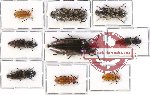 Scientific lot no. 55 Elateridae (9 pcs)