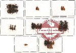 Scientific lot no. 155 Carabidae (22 pcs)