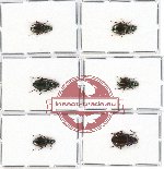 Scientific lot no. 150 Carabidae (6 pcs - 1 pc A2)