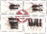 Scientific lot no. 5 Cicindelidae (Neocollyris spp.) (14 pcs A-, A2)