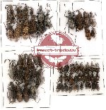 Scientific lot no. 1 Anthribidae (59 pcs)