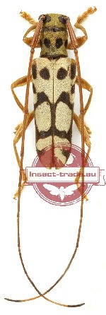 Eudaphisia longicornis (A2)