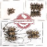 Scientific lot no. 3 Anthribidae (22 pcs)