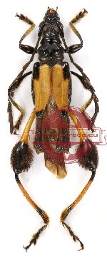 Merionoeda eburata ssp. atratula