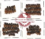 Scientific lot no. 262 Coprophaga (Aphodiini) (94 pcs)