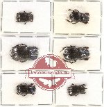 Scientific lot no. 256 Coprophaga (Copris spp.) (6 pcs)