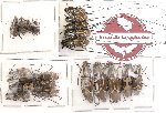 Scientific lot no. 4 Anthribidae (21 pcs)