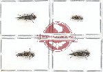 Scientific lot no. 18 Mordellidae (Hoshihananomia spp.) (4 pcs)