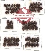 Hybosorinae sc. lot no. 41 (70 pcs)