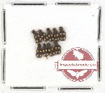 Malachidae Scientific lot no. 3 (9 pcs)