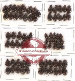 Hybosorinae sc. lot no. 42 (72 pcs)