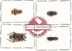 Scientific lot no. 30 Cleridae (4 pcs)