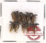 Scientific lot no. 4 Membracinae (10 pcs)