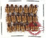 Scientific lot no. 267 Coprophaga (Aphodiini) (20 pcs)