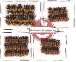 Scientific lot no. 258 Coprophaga (Aphodiini) (50 pcs)